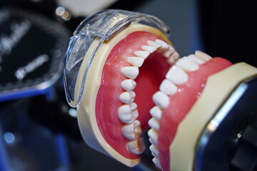 Mouth guard with teeth. Dental exhibition.