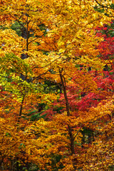 紅葉　黄葉　もみじ