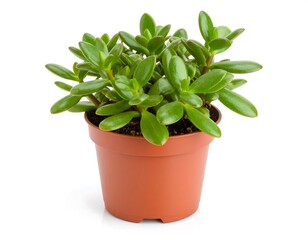 Obraz premium Succulent in terracotta pot