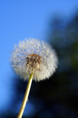 dandelion seed head