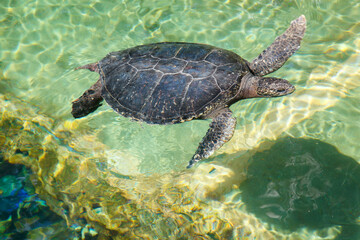 Turtles swimming inside the Sea World amusement park in Orlando, Florida, United States