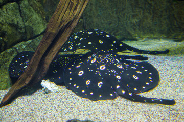 Spotted stingray in an aquarium inside the Sea World amusement park in Orlando, Florida, United States