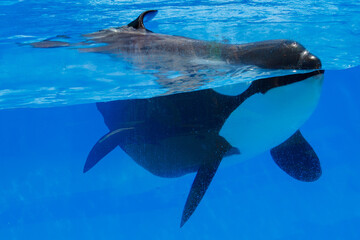Performance show with Orca whales at Orca Encounter, Sea World, amusement park, Orlando, Florida, United States