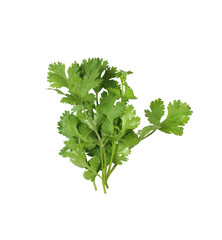 Fresh green coriander branches and leaves.