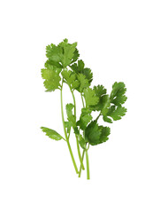 Fresh green coriander branches and leaves.