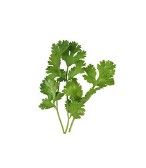 Fresh green coriander branches and leaves.