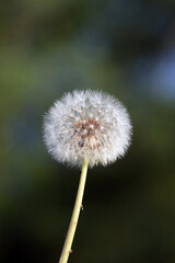 dandelion seed head