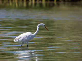 Great Egret
