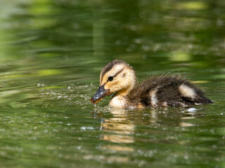 Mallard Duckling