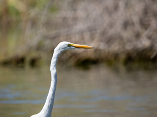 Great Egret