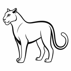 Panther on white background