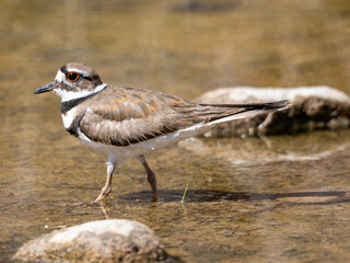 Killdeer