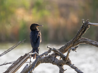 Neotropic Cormorant