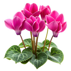 cyclamen flower isolated on white background