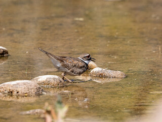 Killdeer