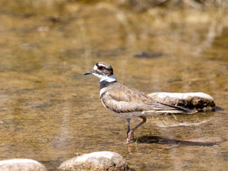Killdeer
