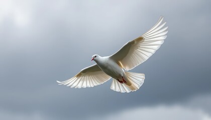 Obraz premium A white dove in mid-flight against a stormy gray sky