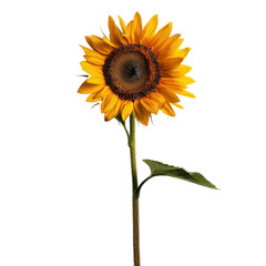 Fototapeta premium Vibrant sunflower stands tall with its bright yellow petals and dark center, symbolizing warmth and positivity. This beautiful flower is perfect for adding cheerful touch to any setting