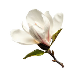Fototapeta premium Beautiful magnolia flower with delicate white petals and subtle pink accents, showcasing its elegant structure and vibrant green leaves. This captures essence of nature beauty and tranquility