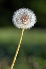 dandelion seed head