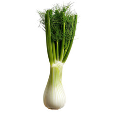 Fresh fennel bulb with green fronds, showcasing its unique shape and texture. This aromatic vegetable is often used in salads, soups, and various dishes, adding distinct flavor