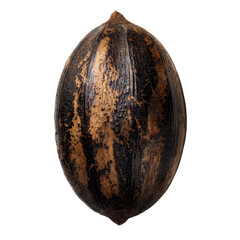 Textured, dark brown seed with unique oval shape and distinct stripes, showcasing its natural beauty and organic appeal. This seed can be used in various decorative or culinary applications