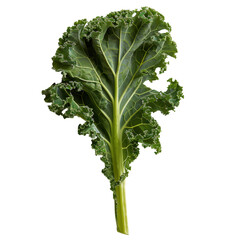 Fresh kale leaf, vibrant green with curly edges, showcasing its rich texture and healthy appearance, perfect for salads or smoothies