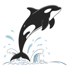 Naklejka premium Black Orca Breaching Water Surface 