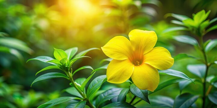 Thevetia Peruviana Yellow Flower In The Leaves with delicate petals and vibrant yellow color against a lush green background, foliage, botanical