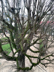 old winter tree covered with green moss