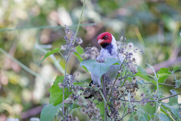Yellow billed Cardinal (Paroaria capitata) perched on a flowering bush.
