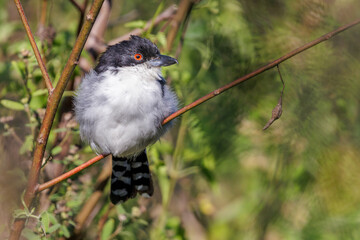 Great Antshrike (Taraba major) perched on a tree branch with copy space.