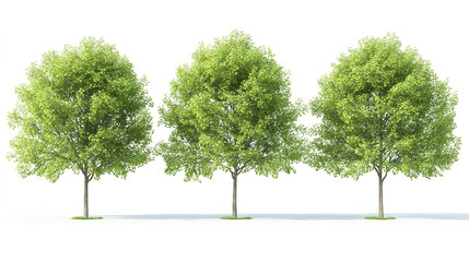 Set of Alnus rubra (the red alder) frontal set street trees isolated on a white background perfectly cutout Stock Illustration