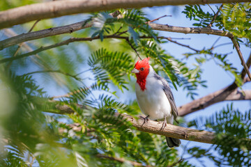 Red-crested cardinal (Paroaria coronata) perched on a tree branch.