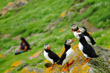 Group of Atlantic Puffins on a vibrant green coastal cliff overlooking the blue ocean. Charming seabirds with colorful beaks in their natural habitat. Iconic seabirds with bright orange feet.