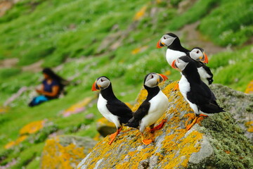 Group of Atlantic Puffins on a vibrant green coastal cliff overlooking the blue ocean. Charming seabirds with colorful beaks in their natural habitat. Iconic seabirds with bright orange feet.
