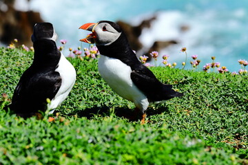 Vibrant Wild Atlantic Puffins on lush green grass coastal cliff with wildflowers and a bright blue sea background. Saltee Island Summer Breeding Season, perfect  Wildlife Observation