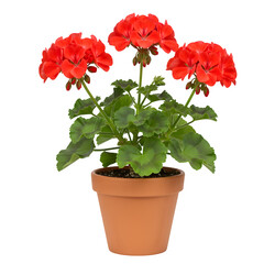 Naklejka premium Red Geranium in Pot Flowering Plant isolated on white or transparent background. PNG