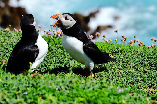 Vibrant Wild Atlantic Puffins on lush green grass coastal cliff with wildflowers and a bright blue sea background. Saltee Island Summer Breeding Season, perfect  Wildlife Observation