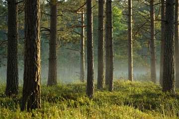 Obraz premium Title: 