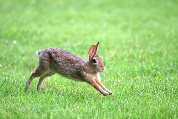 Cottontail, bunnies, playfully running in a grassy field. 