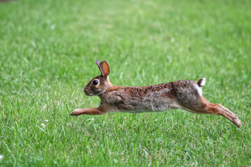 Cottontail, bunnies, playfully running in a grassy field. 