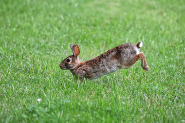 Cottontail, bunnies, playfully running in a grassy field. 