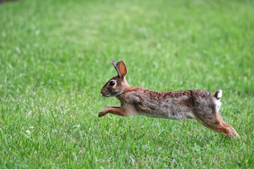 Cottontail, bunnies, playfully running in a grassy field. 