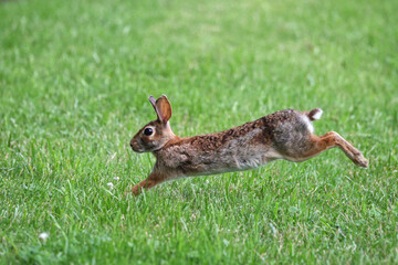 Cottontail, bunnies, playfully running in a grassy field. 