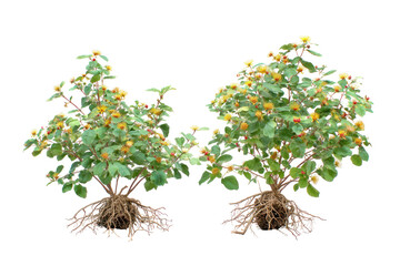  Hypericum monogynum frontal trees on white background