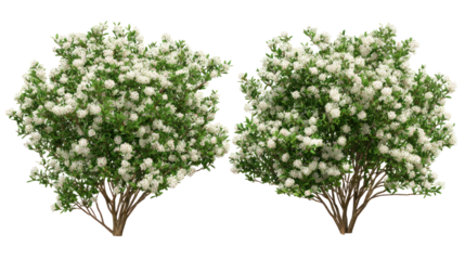  Myrtle (Myrtus) blooming shrubs and trees on white background