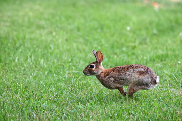 Cottontail, bunnies, playfully running in a grassy field. 