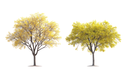  Parkinsonia aculeata street trees on white background