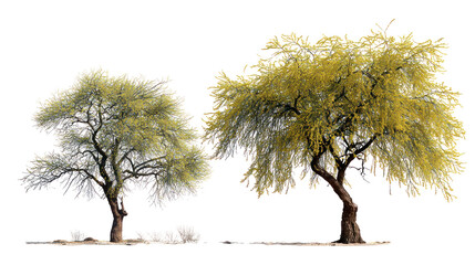  Parkinsonia aculeata street trees on white background